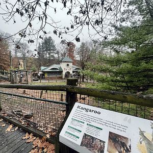Kangaroo Exhibit
