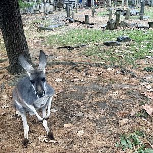 Kangaroo