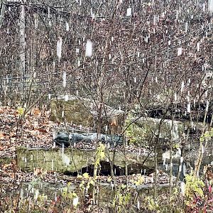 Summertime Alligator Exhibit?