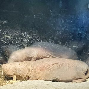 Naked Mole Rats