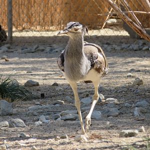 Kori Bustard