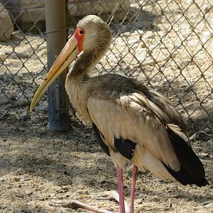 Yellow-billed Stork