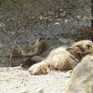 Bat-eared Foxes