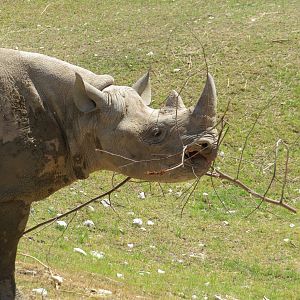Black Rhino Eating Stick