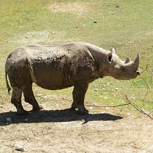 Black Rhino Eating Stick