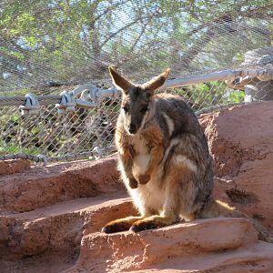 Yellow-footed Rock Wallaby
