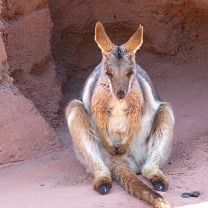 Contemplative Rock Wallaby