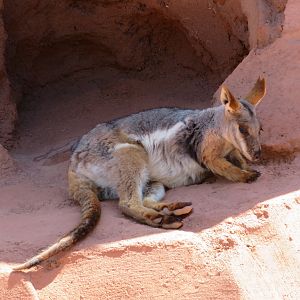 Yellow-footed Rock Wallaby