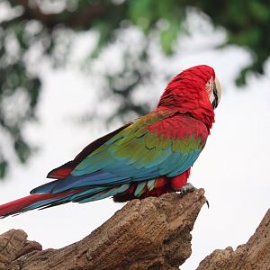 Discovery Island - Green-Winged Macaw