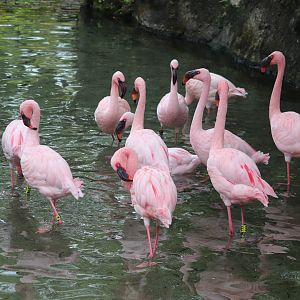 Discovery Island - Lesser Flamingo
