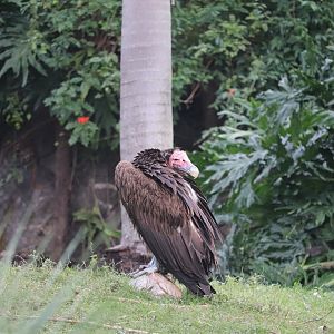 Discovery Island - Lappet-Faced Vulture