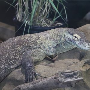 Rafiki's Planet Watch - Komodo Dragon