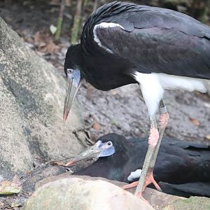 Dinoland U.S.A. - Abdim's Stork