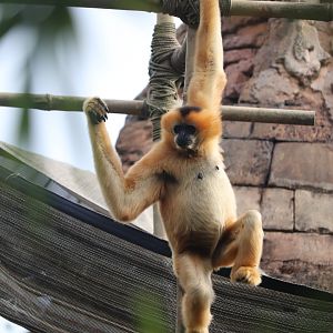 Maharajah Jungle Trek - Northern White-Cheeked Gibbon