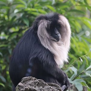 Maharajah Jungle Trek - Lion-Tailed Macaque