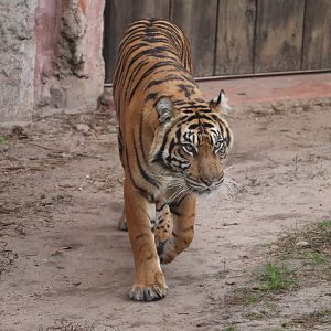 Maharajah Jungle Trek - Sumatran Tiger