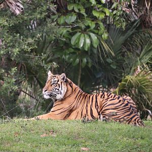 Maharajah Jungle Trek - Sumatran Tiger