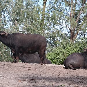Maharajah Jungle Trek - Domestic Water Buffalo