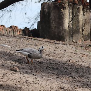 Maharajah Jungle Trek - Bar-Headed Goose