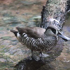 Maharajah Jungle Trek - Zebra Duck