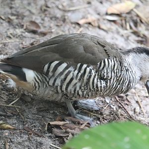 Maharajah Jungle Trek - Zebra Duck