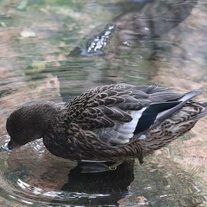Maharajah Jungle Trek - Falcated Teal