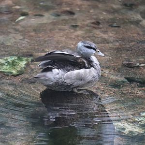 Maharajah Jungle Trek - Indian Pygmy Goose