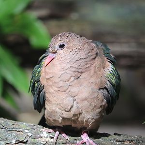 Maharajah Jungle Trek - ???