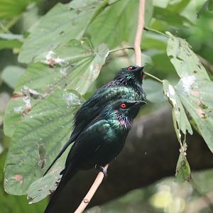 Maharajah Jungle Trek - Metallic Starling