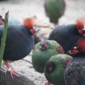 Maharajah Jungle Trek - Crested Wood Partridge