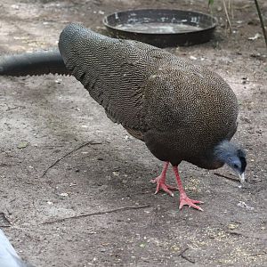 Maharajah Jungle Trek - Great Argus