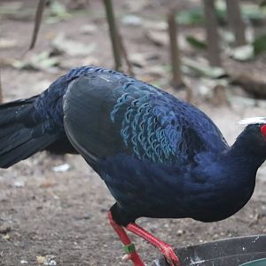 Maharajah Jungle Trek - Edwards's pheasant
