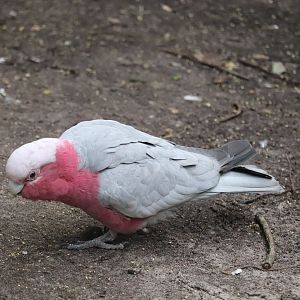 Maharajah Jungle Trek - Galah