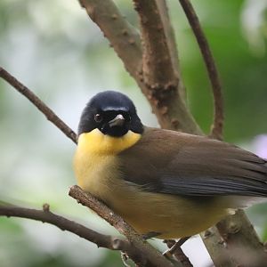 Maharajah Jungle Trek - Blue-Crowned Laughingthrush