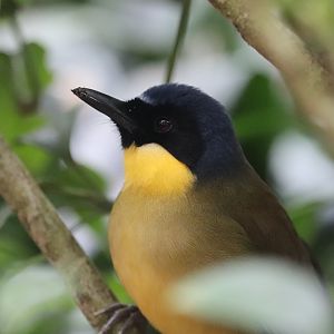 Maharajah Jungle Trek - Blue-Crowned Laughingthrush
