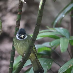 Maharajah Jungle Trek - Collared Finchbill
