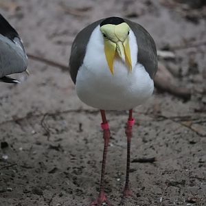 Maharajah Jungle Trek - Masked Lapwing