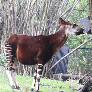 Gorilla Falls Exploration Trail - Okapi