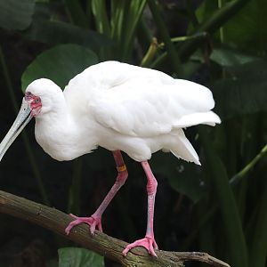 Gorilla Falls Exploration Trail - African Spoonbill