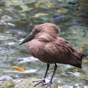 Gorilla Falls Exploration Trail - Hamerkop