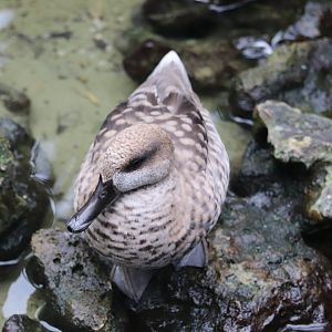Gorilla Falls Exploration Trail - Marbled teal