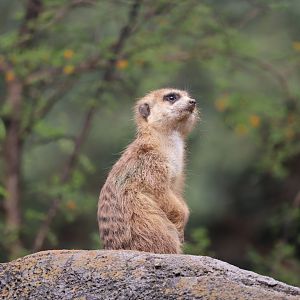 Gorilla Falls Exploration Trail - Meerkat