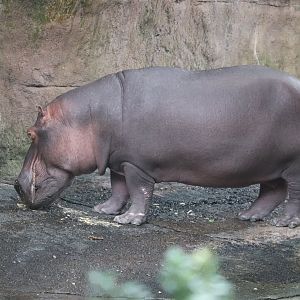 Kilimanjaro Safaris - Hippopotamus