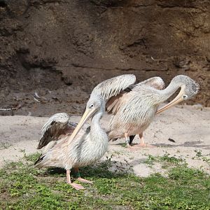 Kilimanjaro Safaris - Pink-Backed Pelican