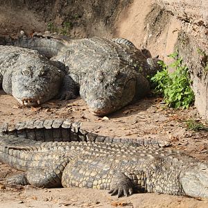 Kilimanjaro Safaris - Nile Crocodile