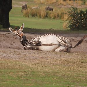Kilimanjaro Safaris - Hartmann's Mountain Zebra