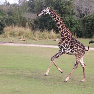 Kilimanjaro Safaris - Masai Giraffe