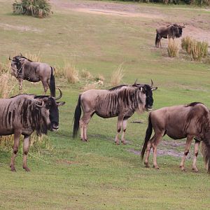 Kilimanjaro Safaris - White-Bearded Wildebeest