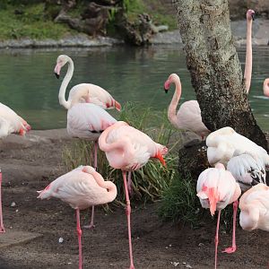 Kilimanjaro Safaris - Greater Flamingo