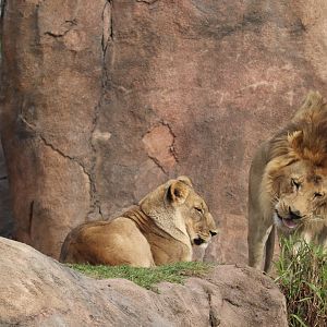 Kilimanjaro Safaris - African Lion